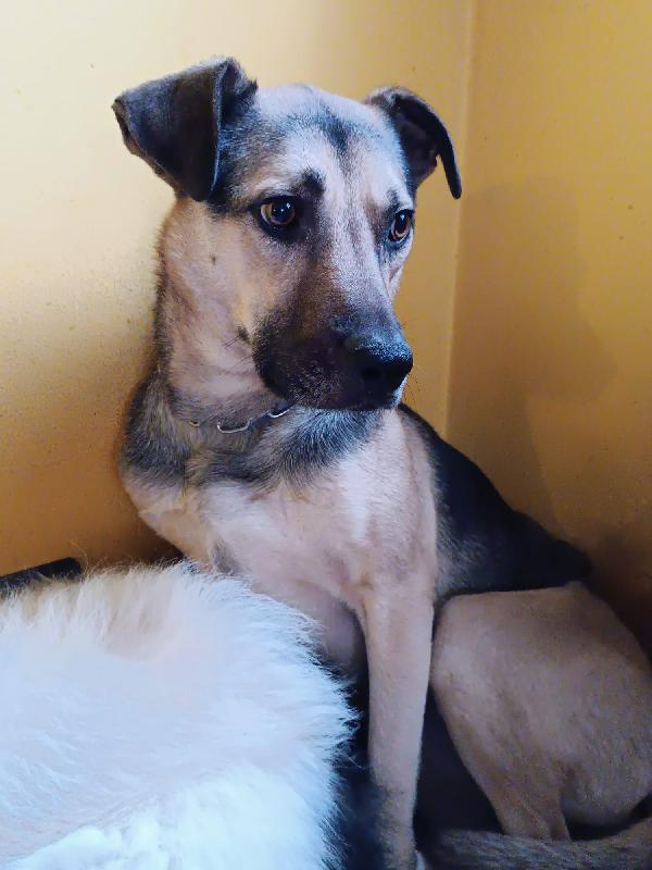 Tango, cane dolcissimo (colore focato, meticcio) Foto 2